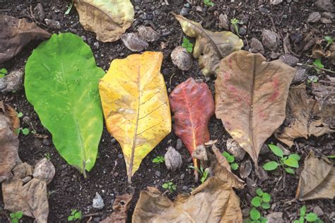 talisay resin|Neglected leaves may revolutionize aquaculture .
